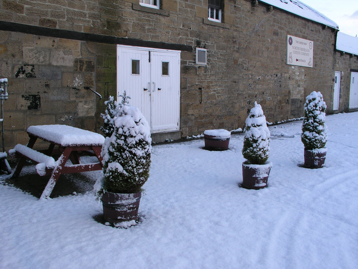 The courtyard outside Northumberland Cheese Company under snow, with a snow-covered picnic table and potted conifers