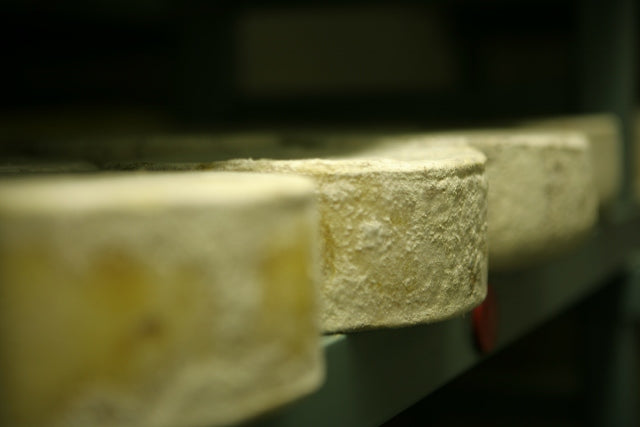 Rounds of cheese with dusty white rinds maturing on shelves in a dim cheese store
