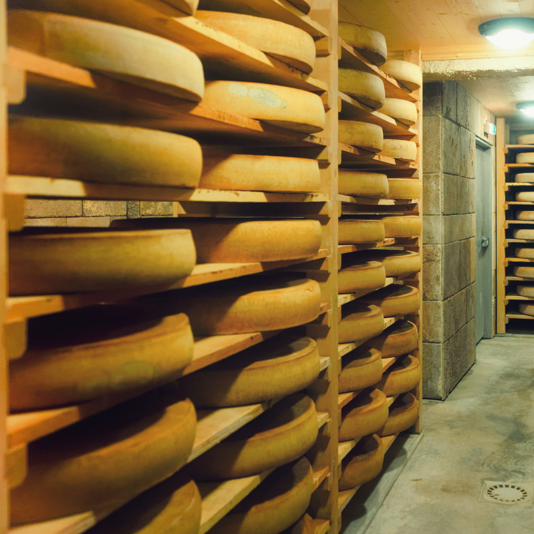 Large cheese wheels maturing on rows of wooden shelves in a cheese store
