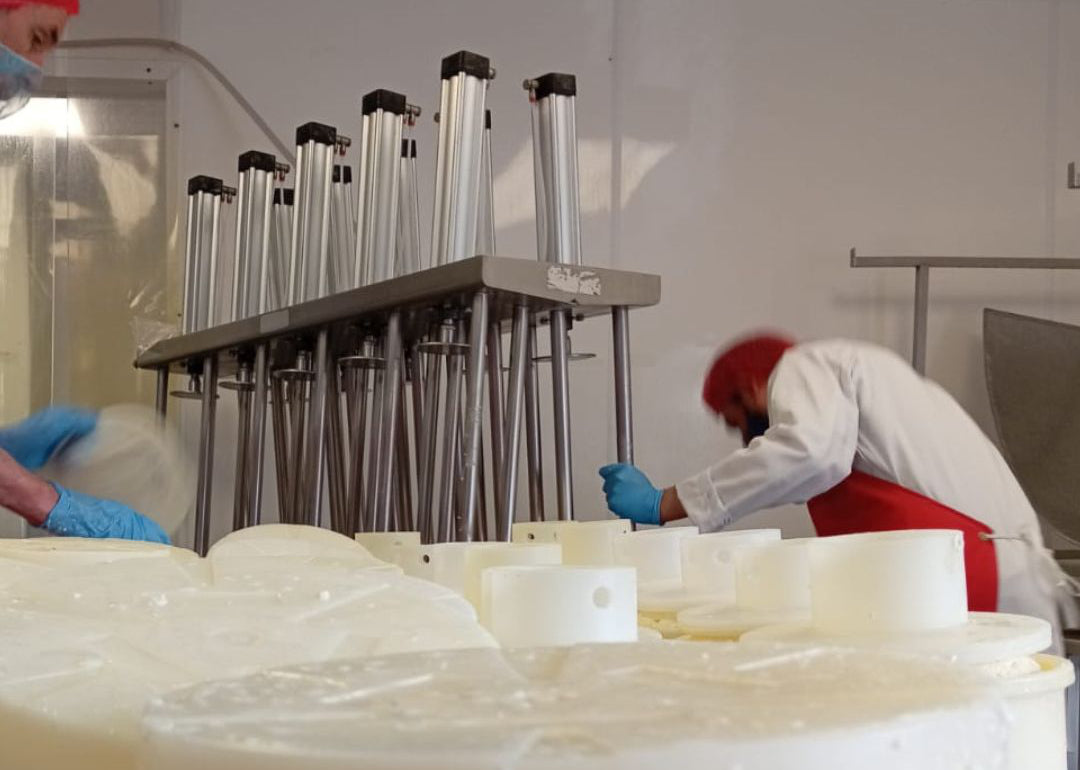 Cheesemakers in hairnets and blue gloves filling cheese moulds beneath a steel press in the dairy