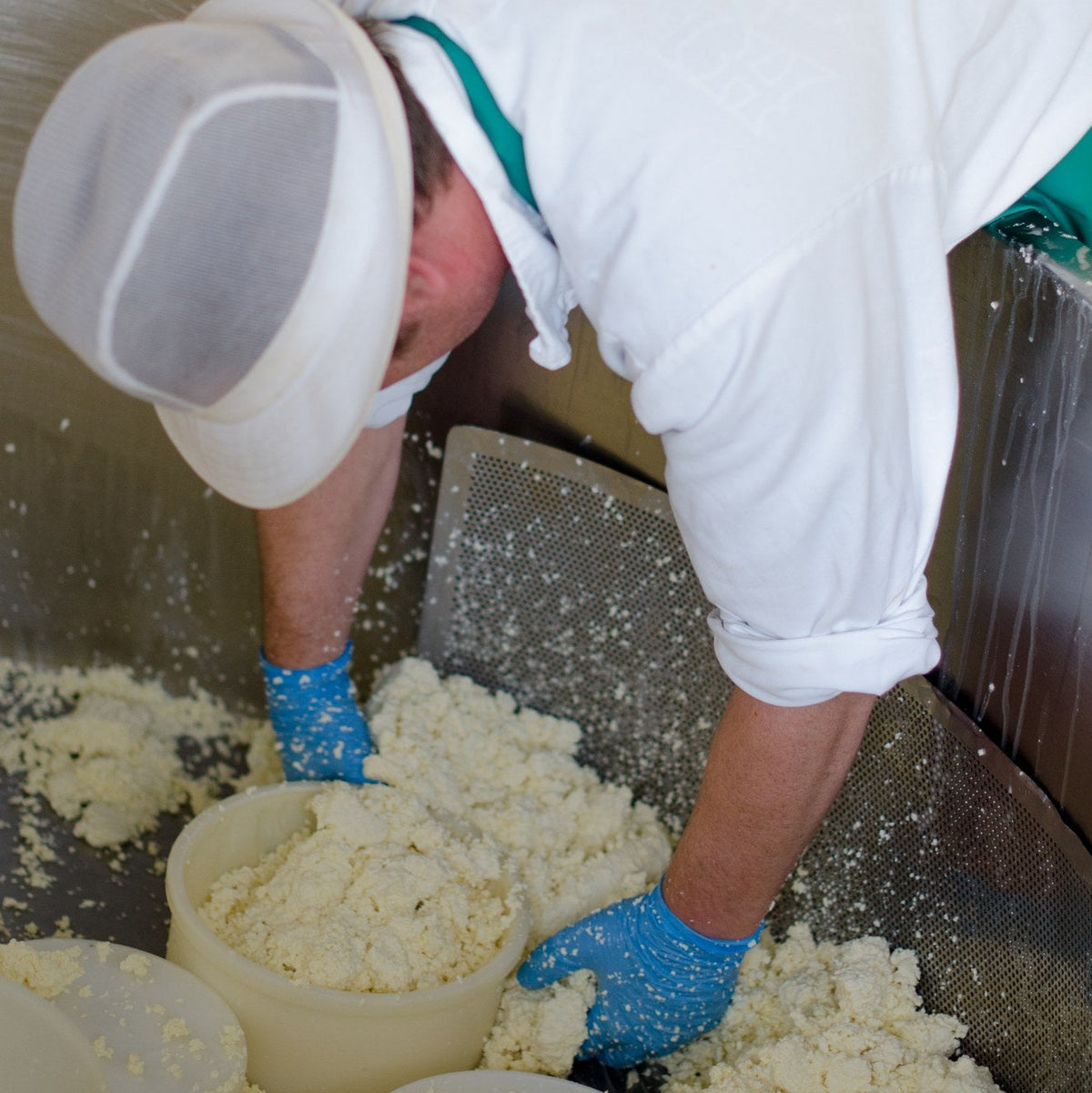 A cheesemaker in whites and blue gloves filling cheese moulds with fresh curd at the vat