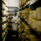 A cheesemaker in a white coat and hairnet carrying wrapped cheeses between tall racks in the cheese store