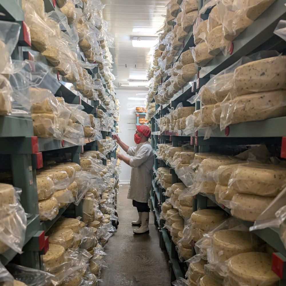 A cheesemaker in a hairnet and mask checking wrapped cheeses on tall racks in the dairy's cheese store