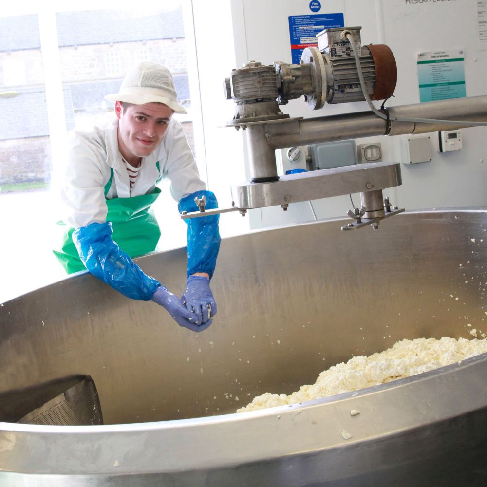 A cheesemaker in a white coat, green apron and blue gloves lifting fresh curd from a steel cheese vat at the dairy