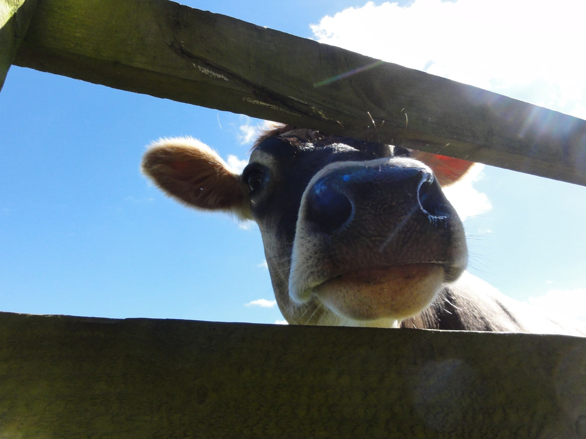 A curious Northumberland dairy cow peering between the rails of a wooden fence against a blue sky