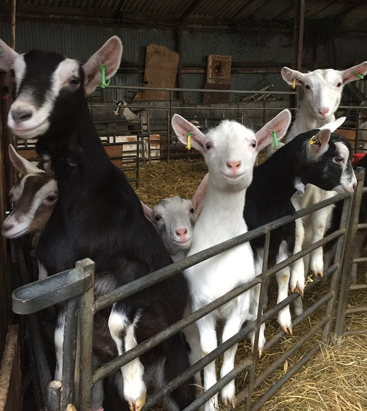 Black and white goats with ear tags leaning on a metal gate in a straw-bedded barn at a Yorkshire goat farm