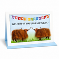 Birthday card reading 'We herd it was your birthday!' with two woolly Highland cows under colourful bunting